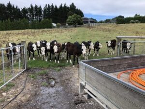 eさんがとったニュージーランドの景色6